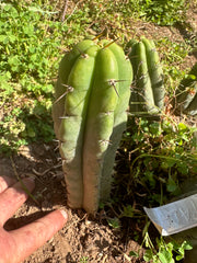 👑 🌶️ 🌶️ Pala! — Fully Rooted