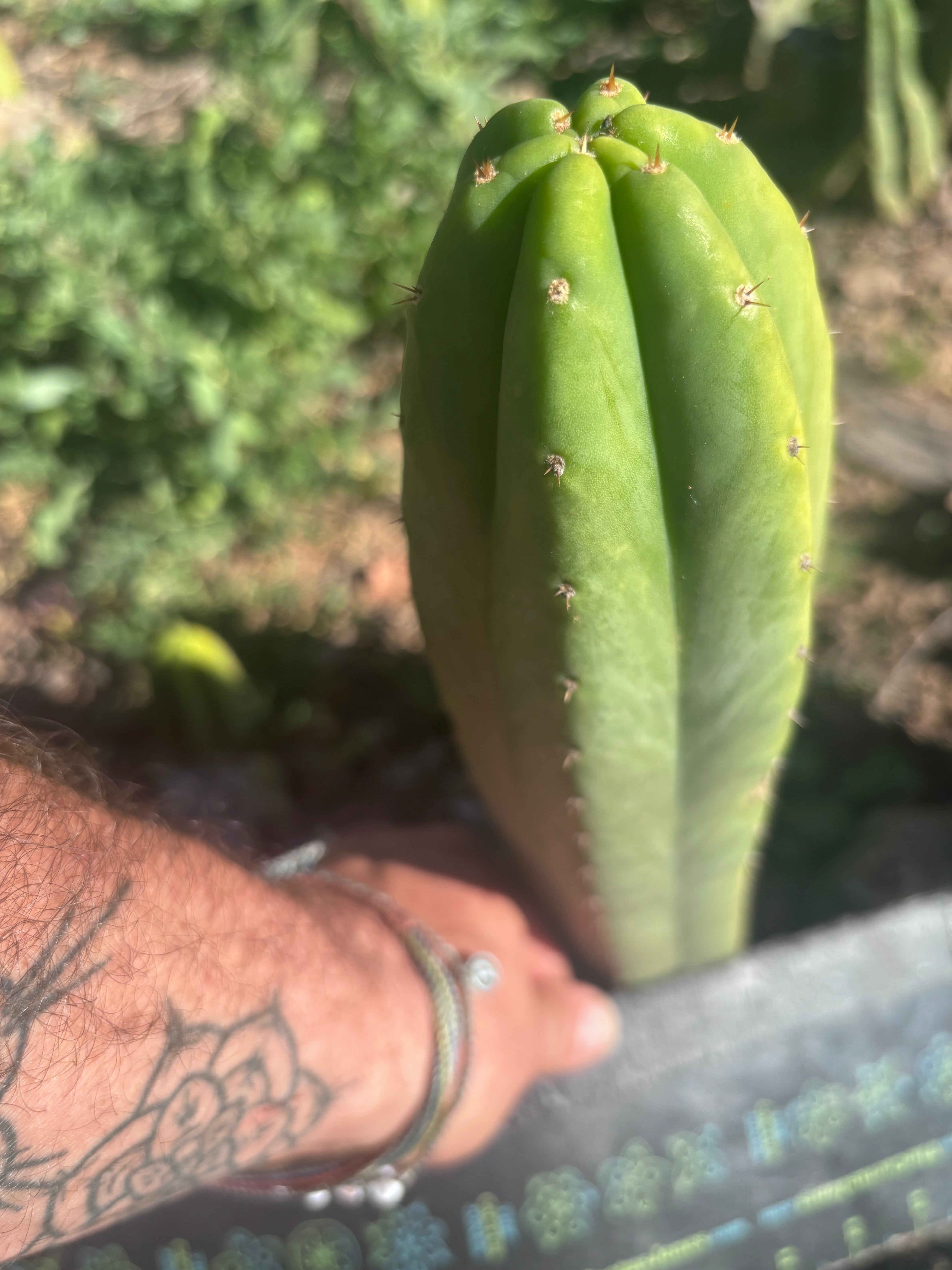 👑🌶️🌶️ Ogun — 11” Tip