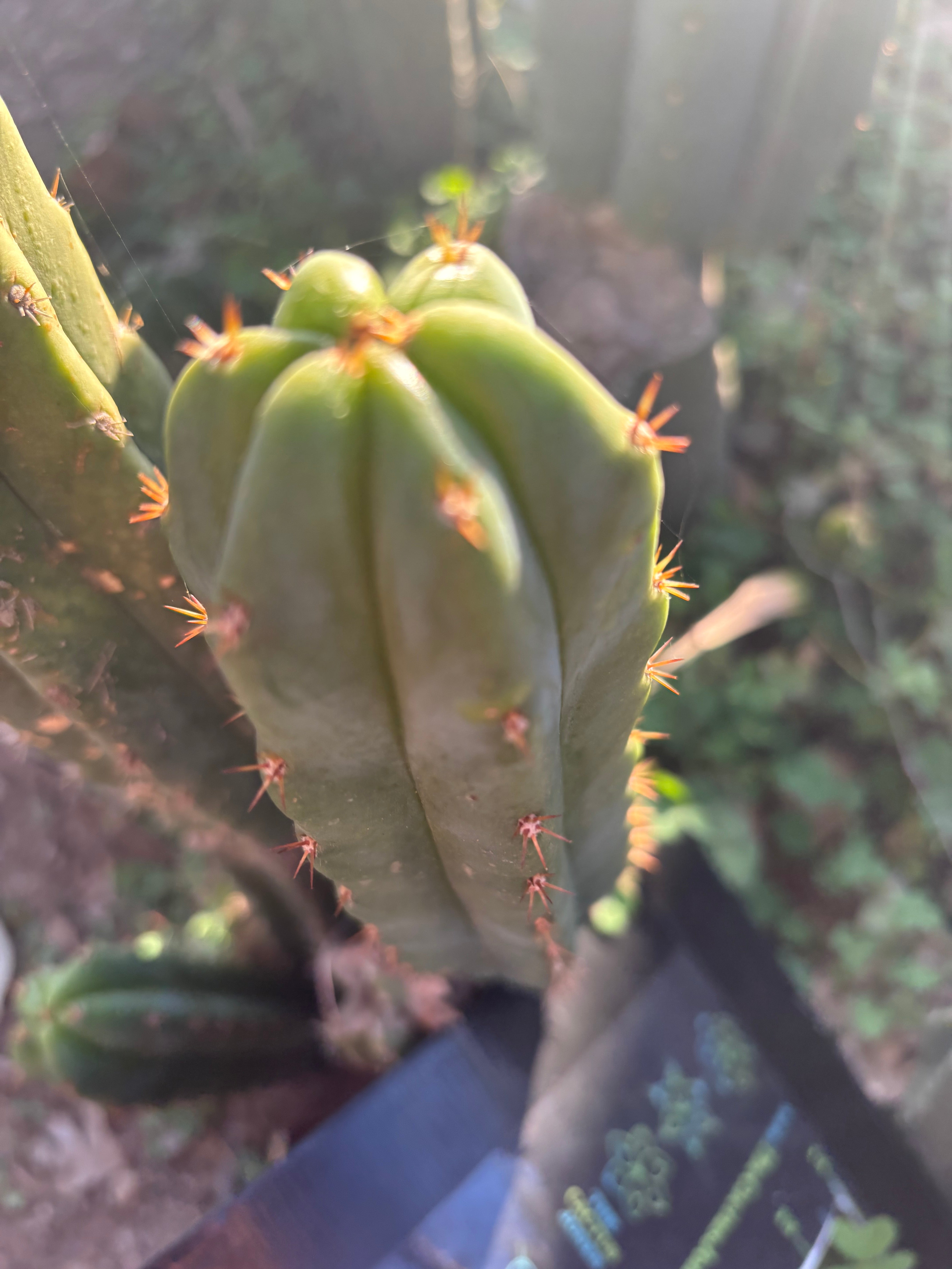 Custom Listing for Scott C.