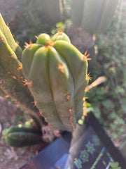 Custom Listing for Scott C.