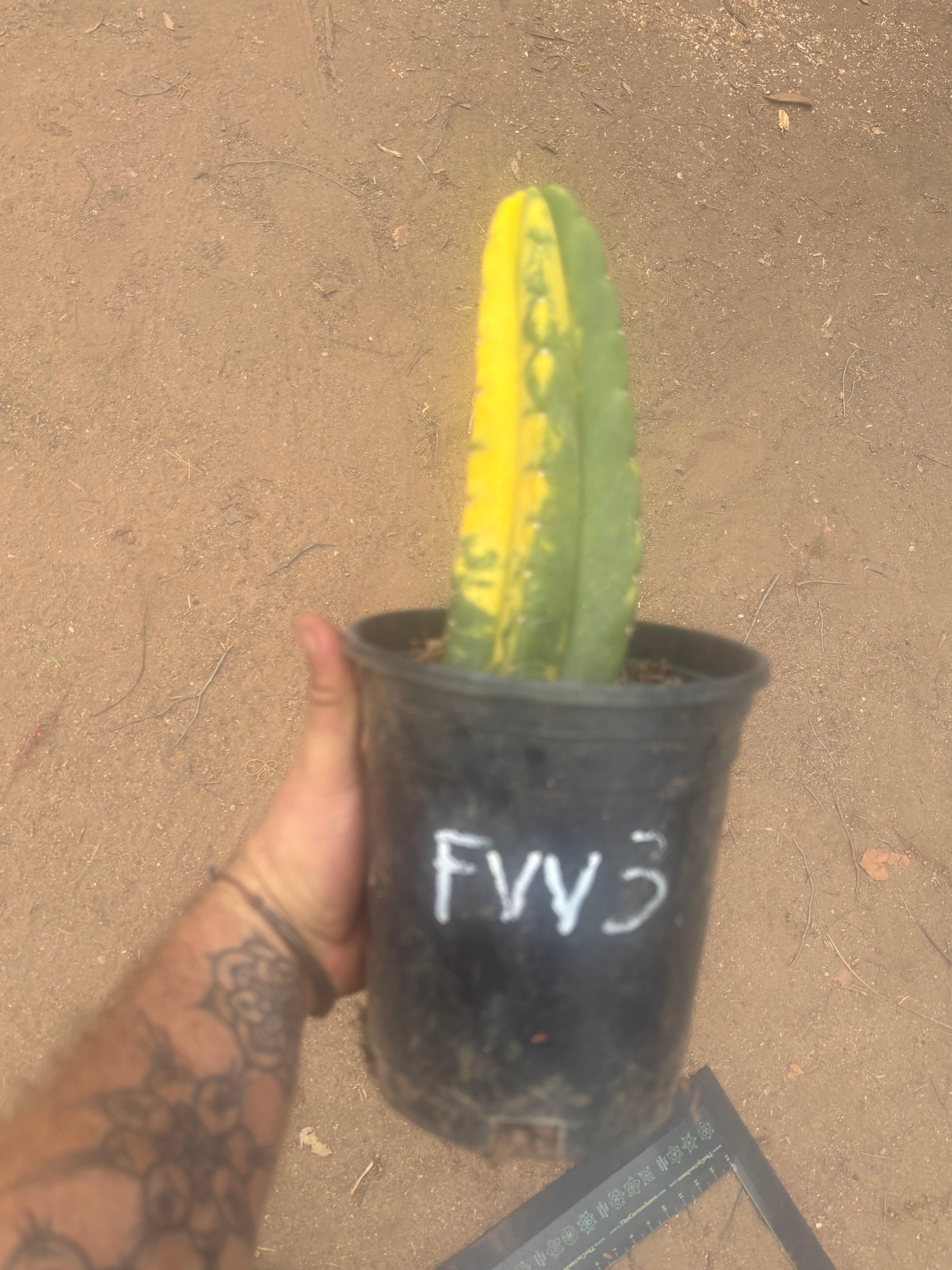 💎🔰💎💎 FVV3  — Fully Rooted 8” Pup