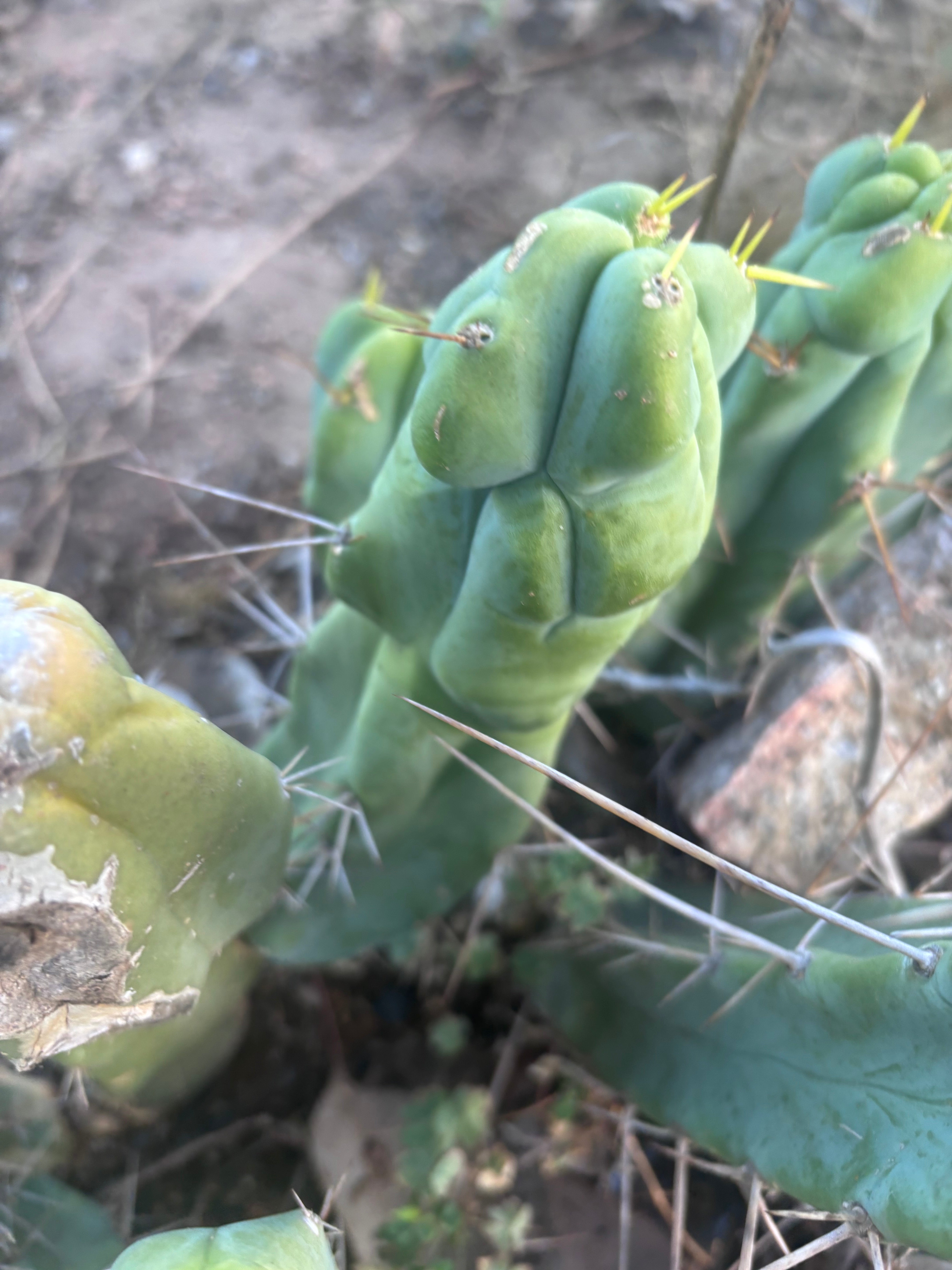 👑🌶️  Mel — 8” Pup