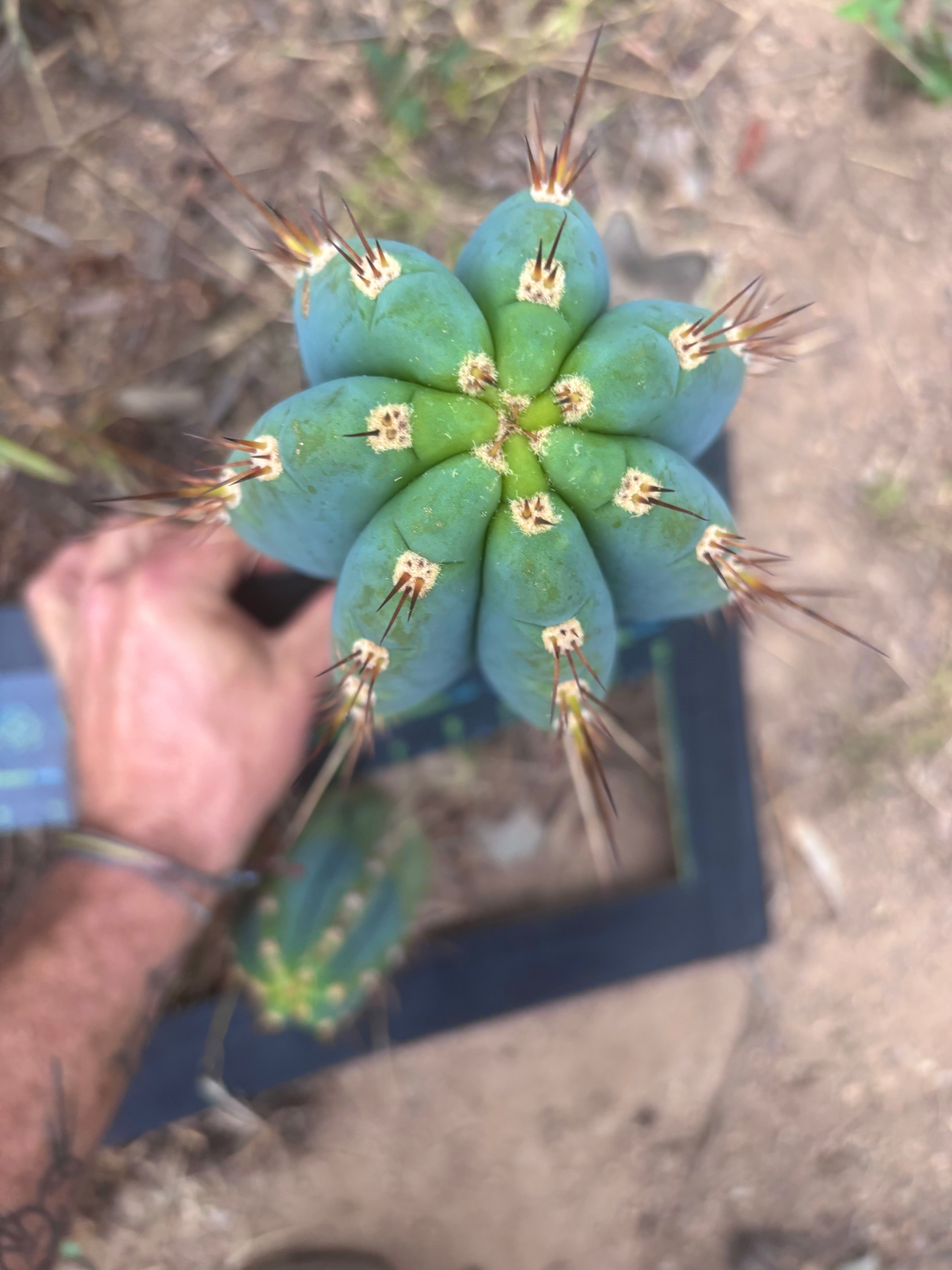 💎👑🌶️ CGG — Blue 11” Melon