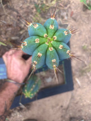 💎👑🌶️ CGG — Blue 11” Melon