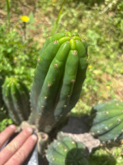 👑 Pomo Largo — 11” Pup
