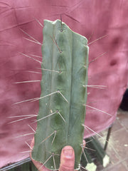 👑🌶️🌶️ Eileen — 10” Mega Mids (3)