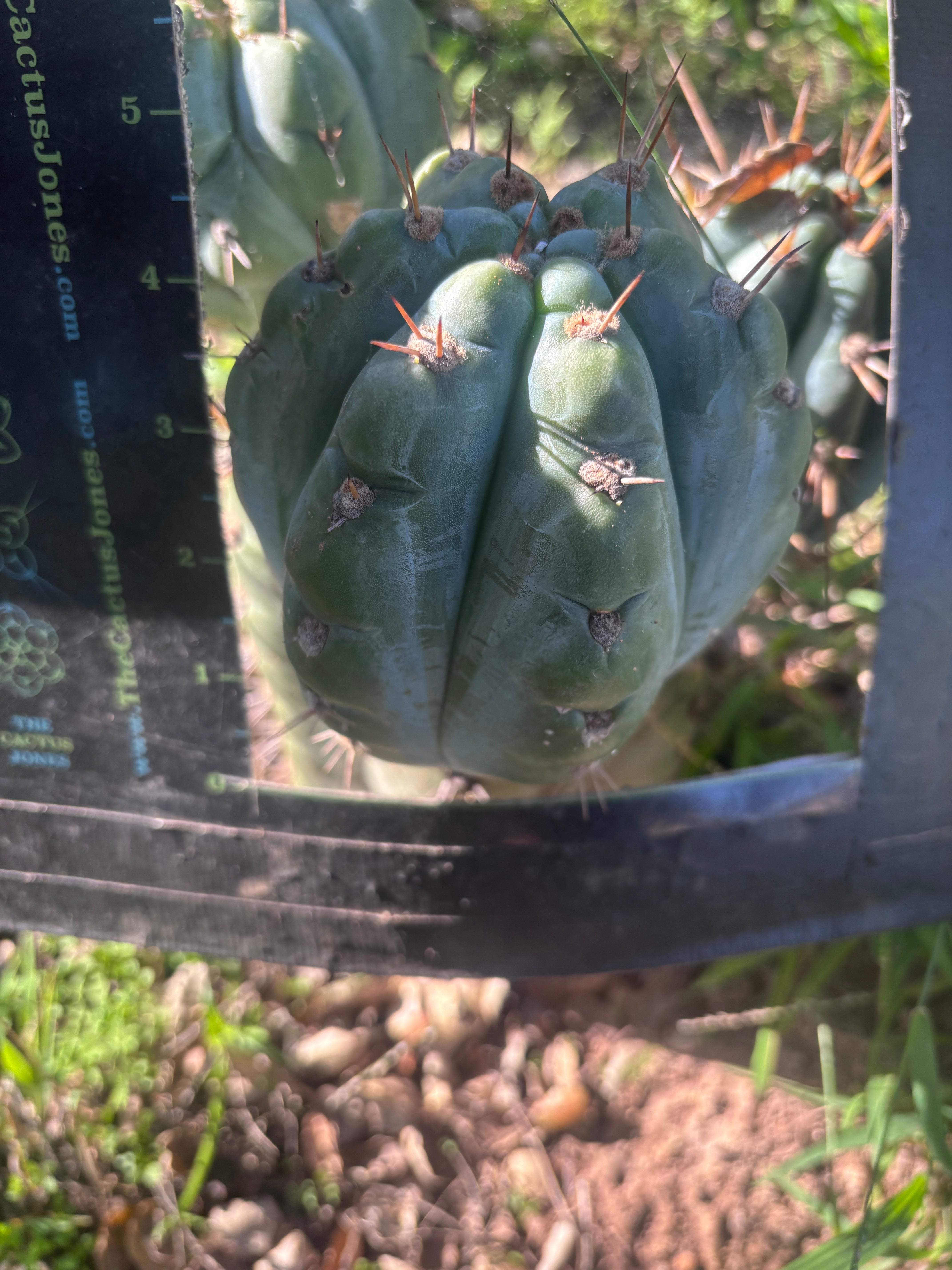 Custom Listing for Eric C