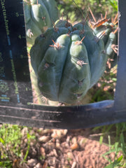 Custom Listing for Eric C