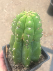 💎👑💎 Parque de Leyendes —BK08611.4 Clone A —  “Work of Art” Tip Graft on Rooted Stock