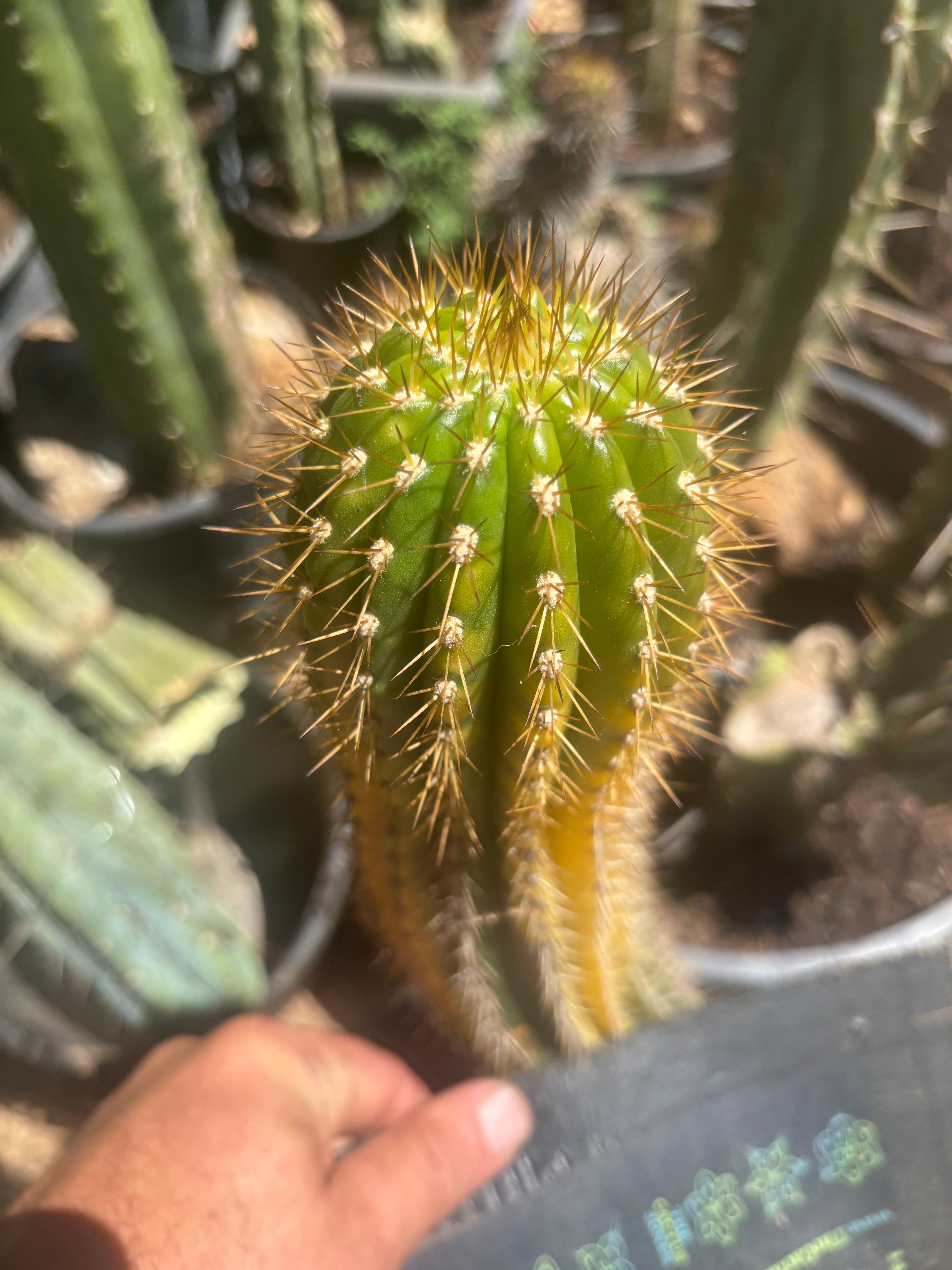 💎👑💎 Shaveri — 9” Tip