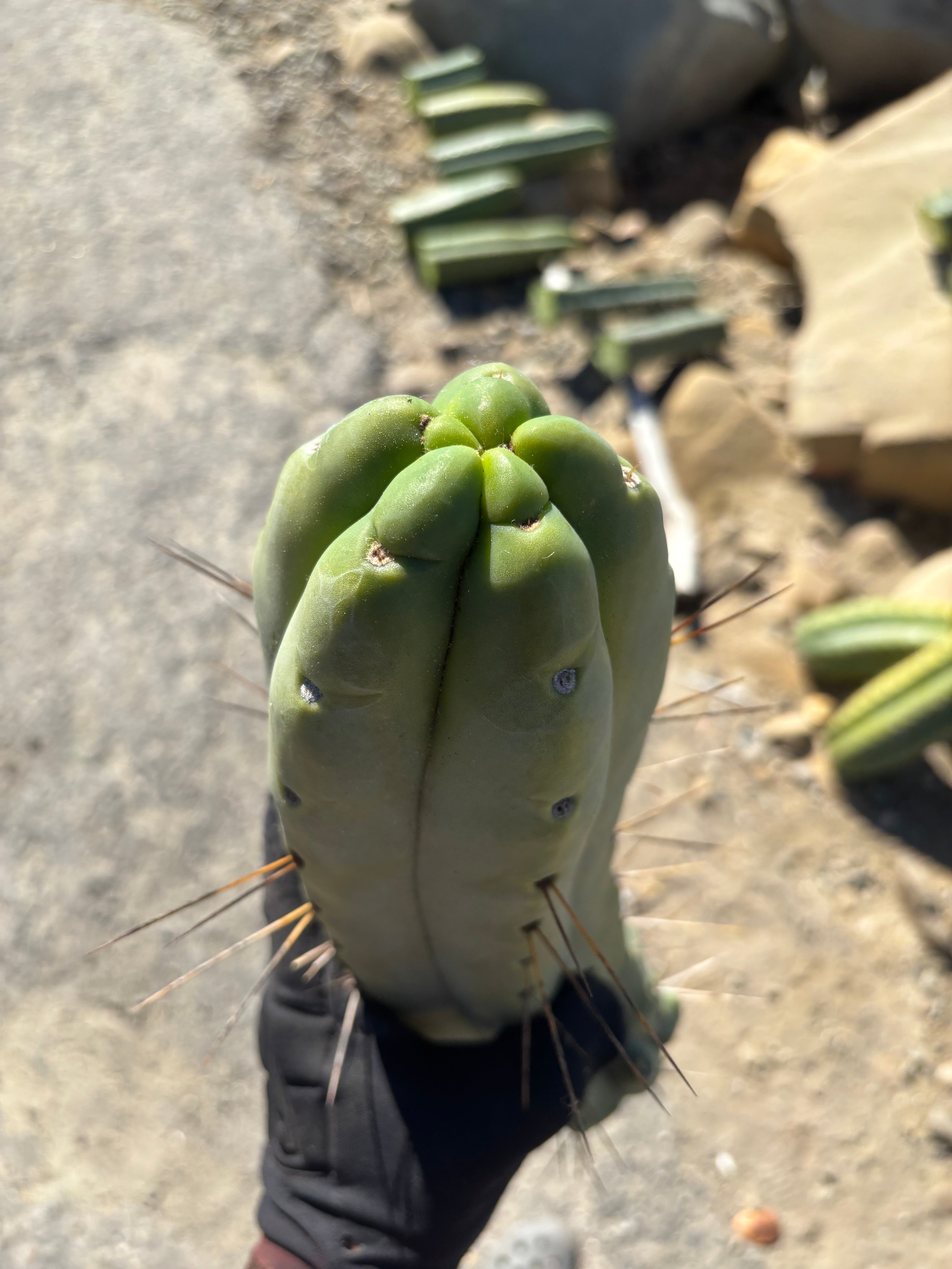 👑💎🌶️🌶️ Eileen — Maxed Girth 14” Tip