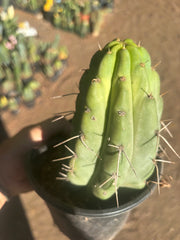 💎🌶️🌶️ NOM — Fully Rooted Grenade