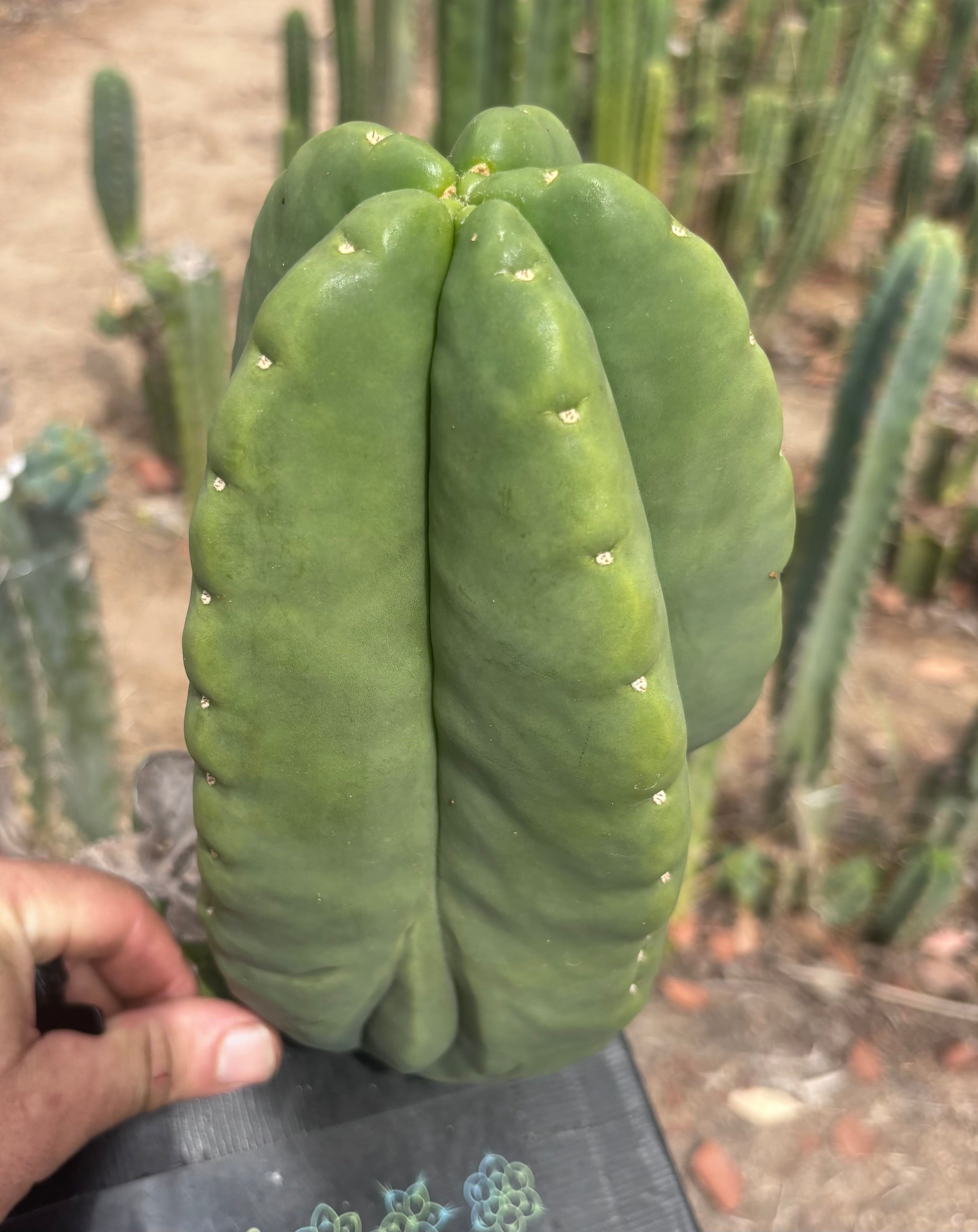 💎👑💎🌶️ Ferah — Massive 10” Melon!
