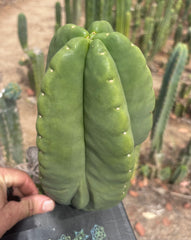 💎👑💎🌶️ Ferah — Massive 10” Melon!