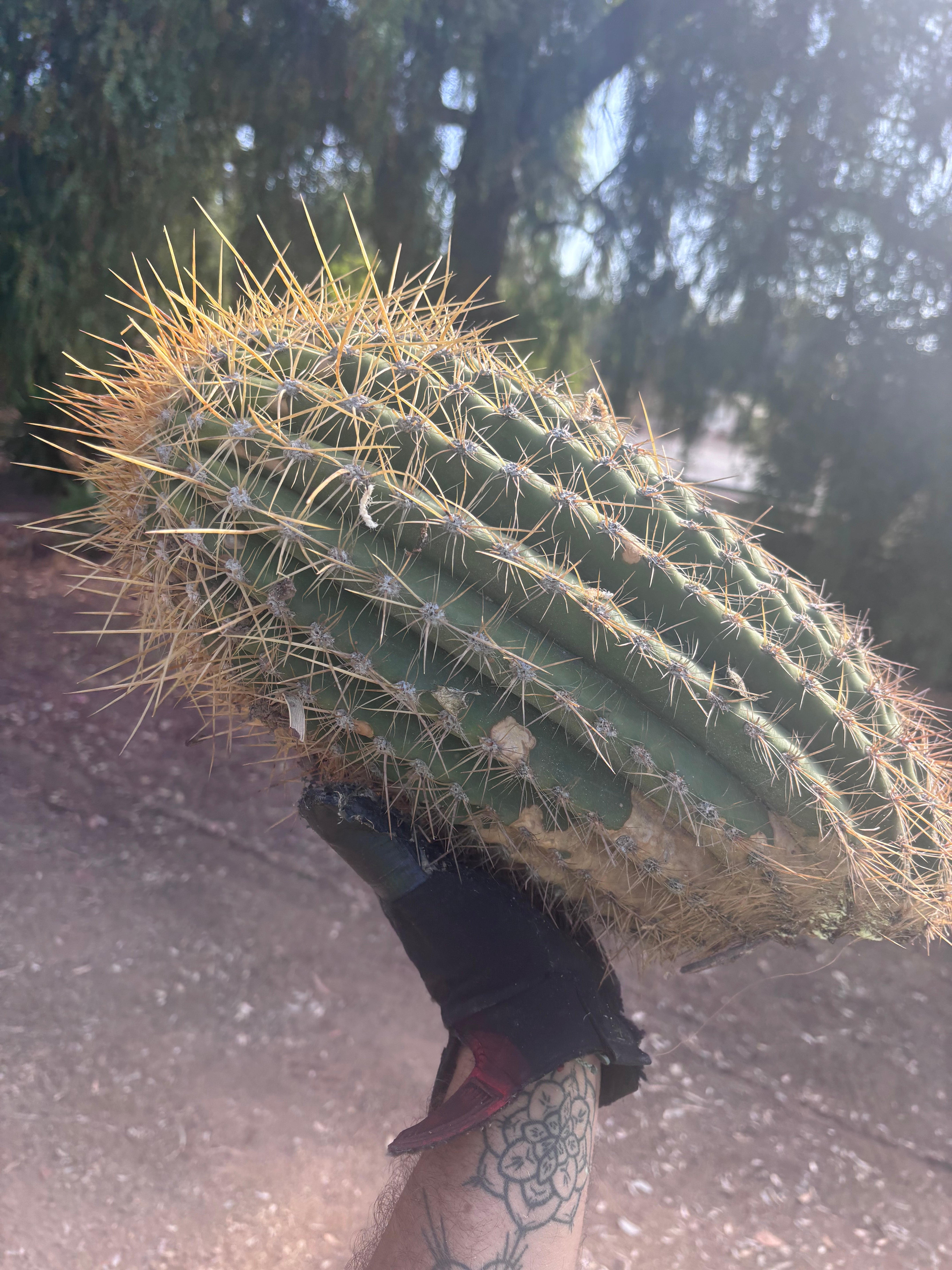 💎💎 T. Atacamensis — MASSIVE 17” Pups