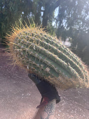 💎💎 T. Atacamensis — MASSIVE 17” Pups