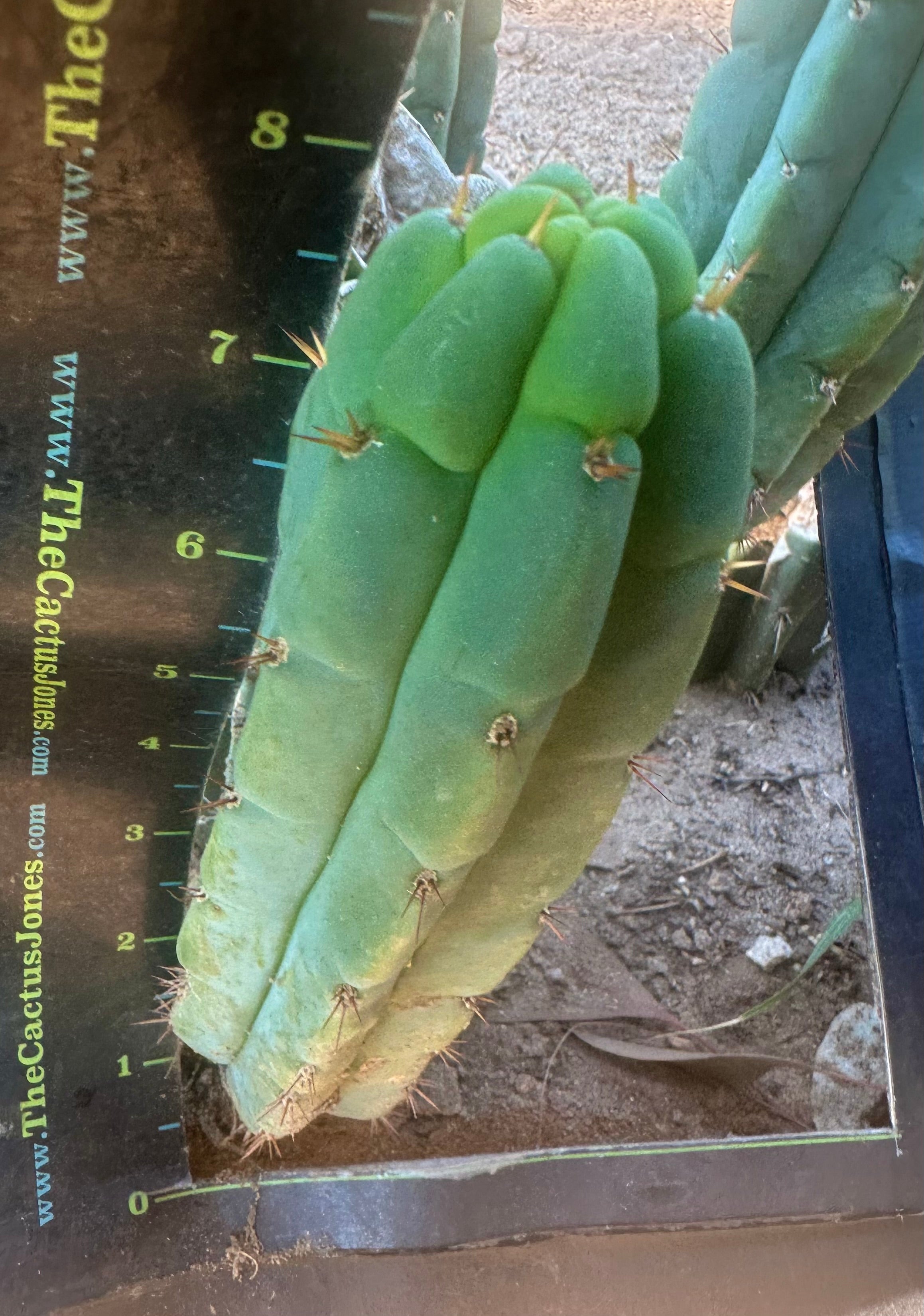 💎👑🌶️🌶️ Austy’s Bomb — 8” Pup