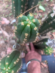 👑🌶️ Huancabamba— 13” Tip