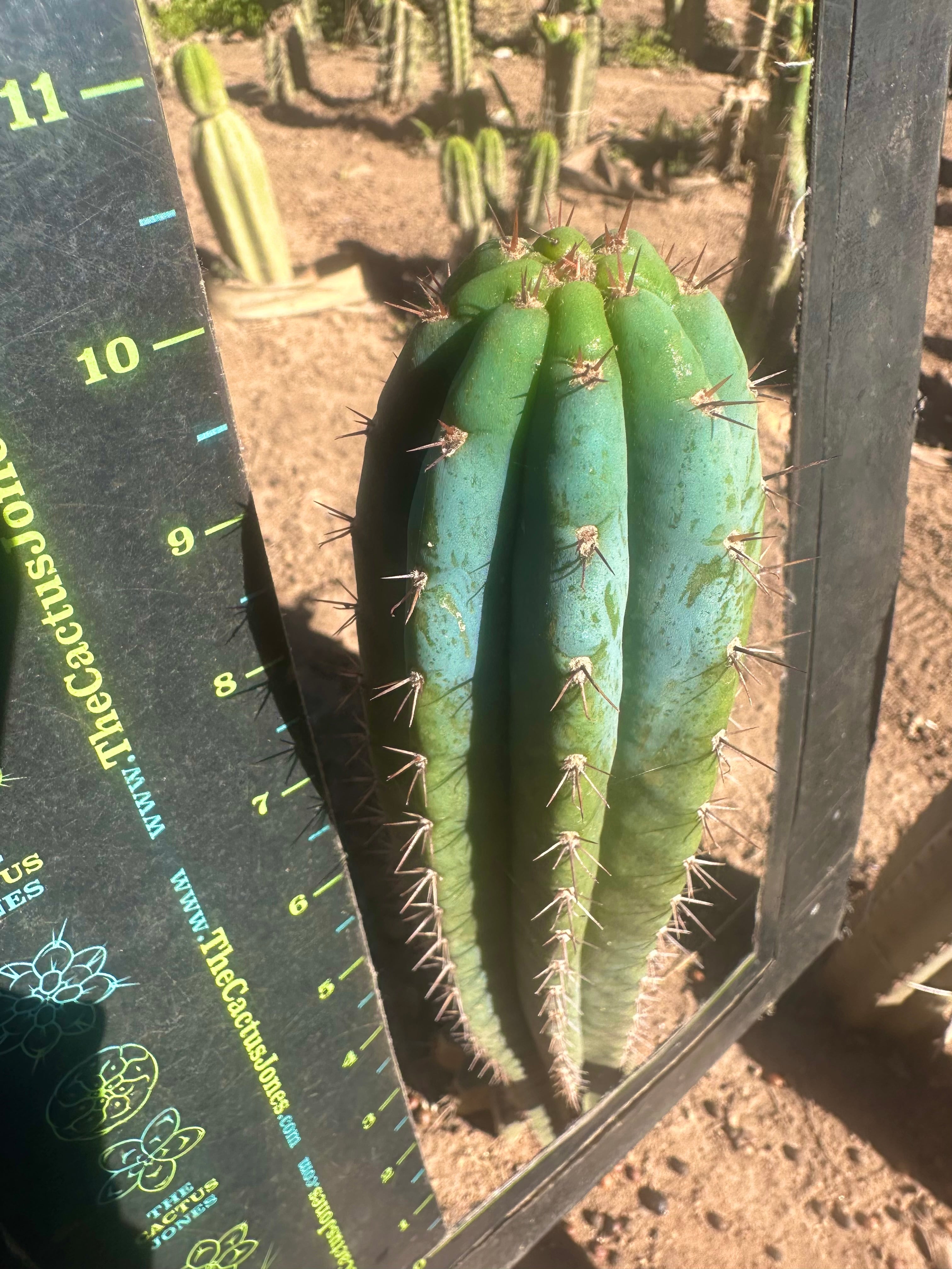 💎👑 Ferret— 10” Tip