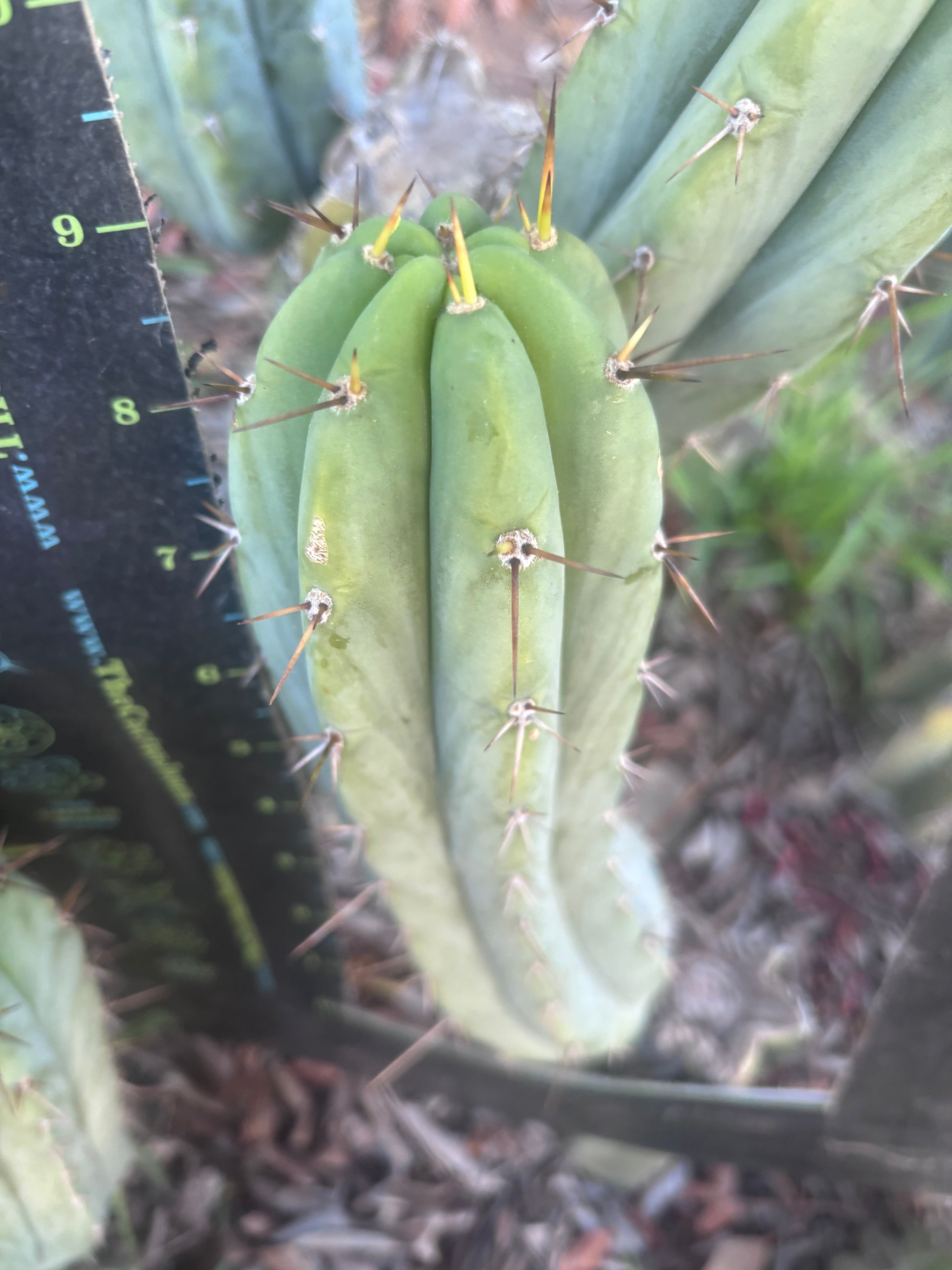 👑🌶️🌶️ Pala — 9” Pup