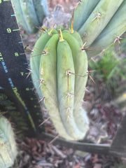 👑🌶️🌶️ Pala — 9” Pup