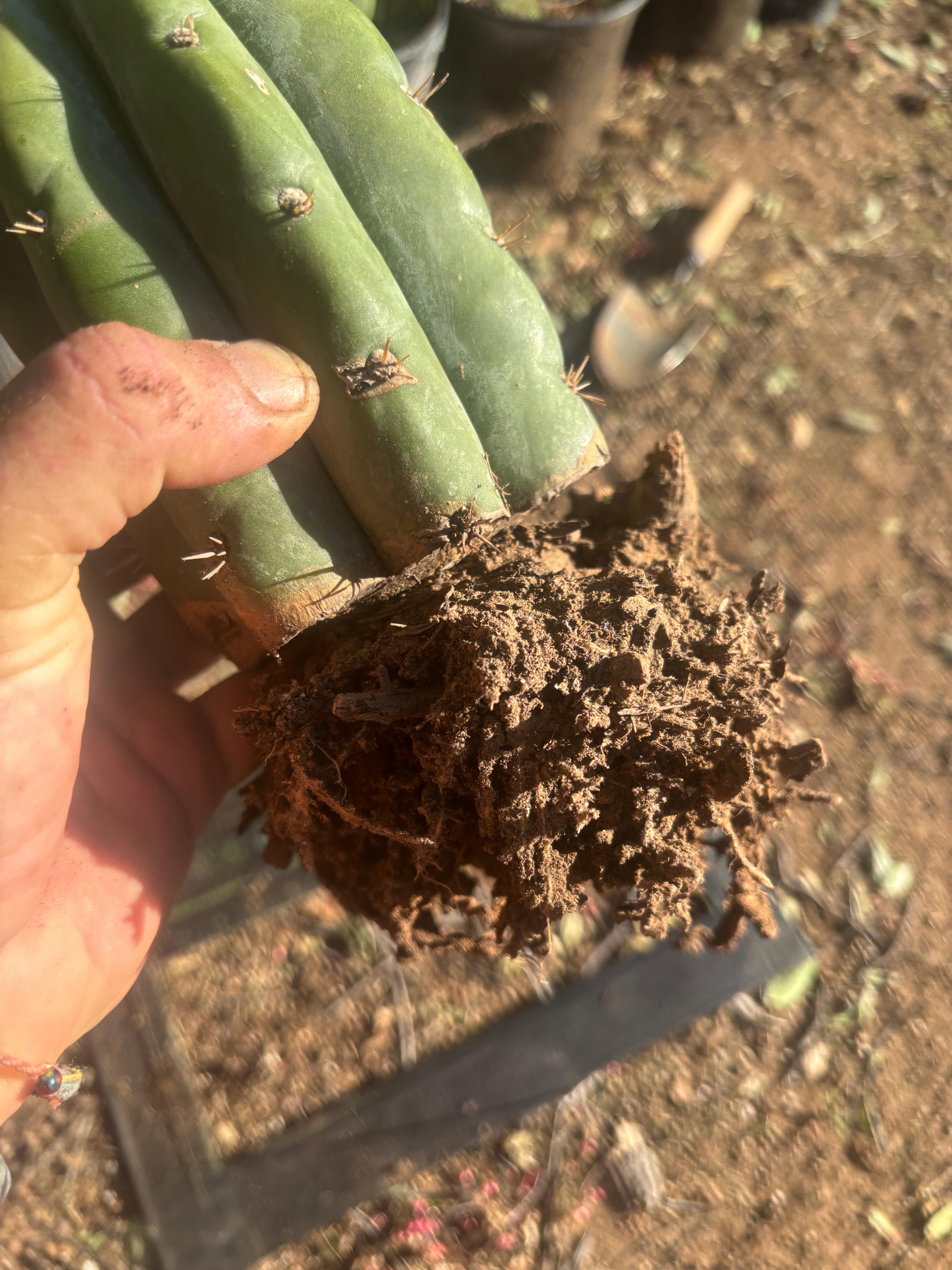 💎👑💎 T. Coquimbanus — Established Tip Graft on Rooted Shine01