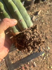 💎👑💎 T. Coquimbanus — Established Tip Graft on Rooted Shine01