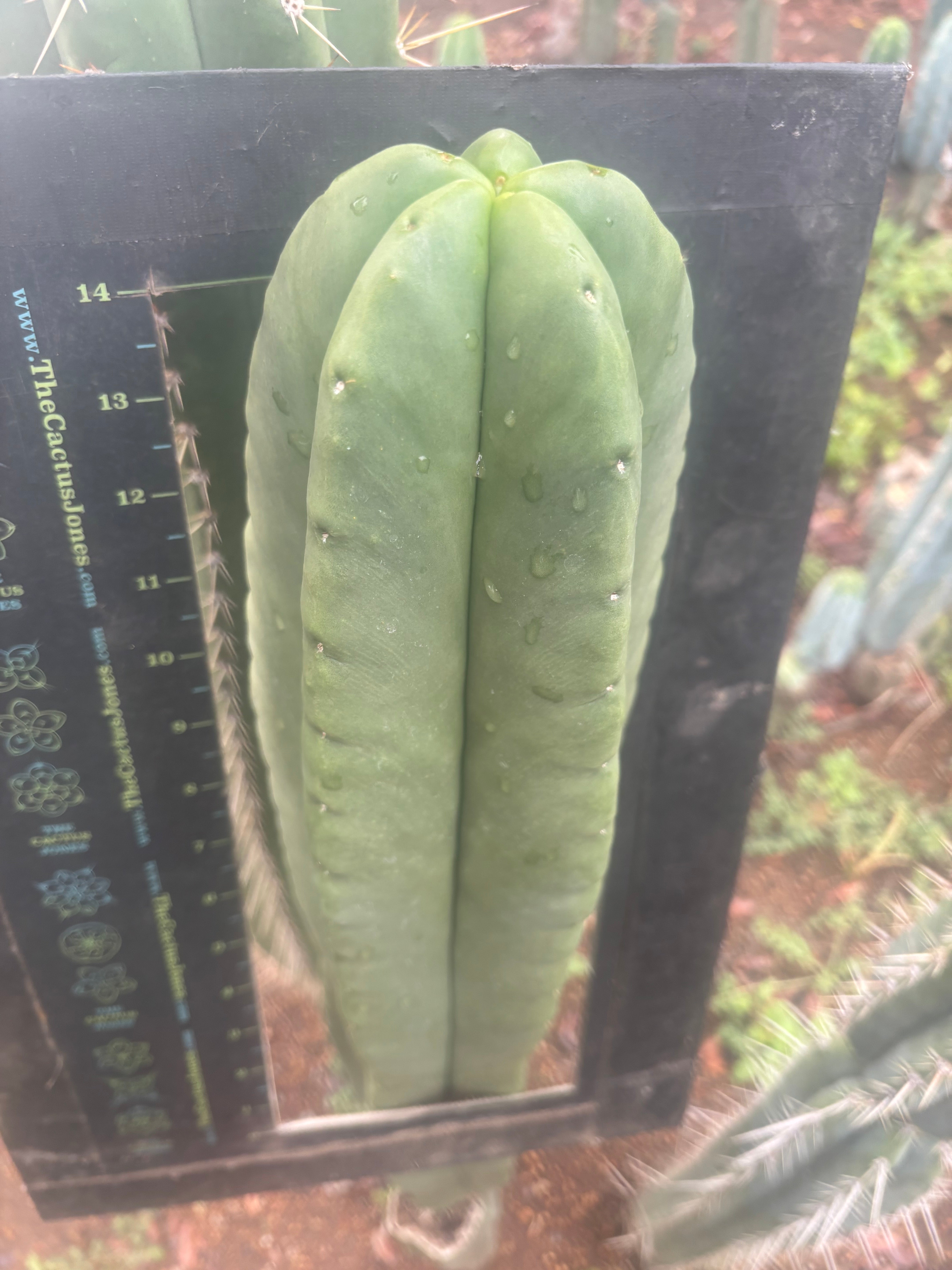 💎👑💎 Hulk  — *MASSIVE* XXL 16” Tip
