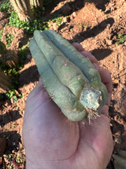 💎👑🌶️🌶️ Austy’s Bomb — 6” Pup