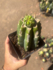 💎👑💎 Havran — Pup Graft on Rooted PC
