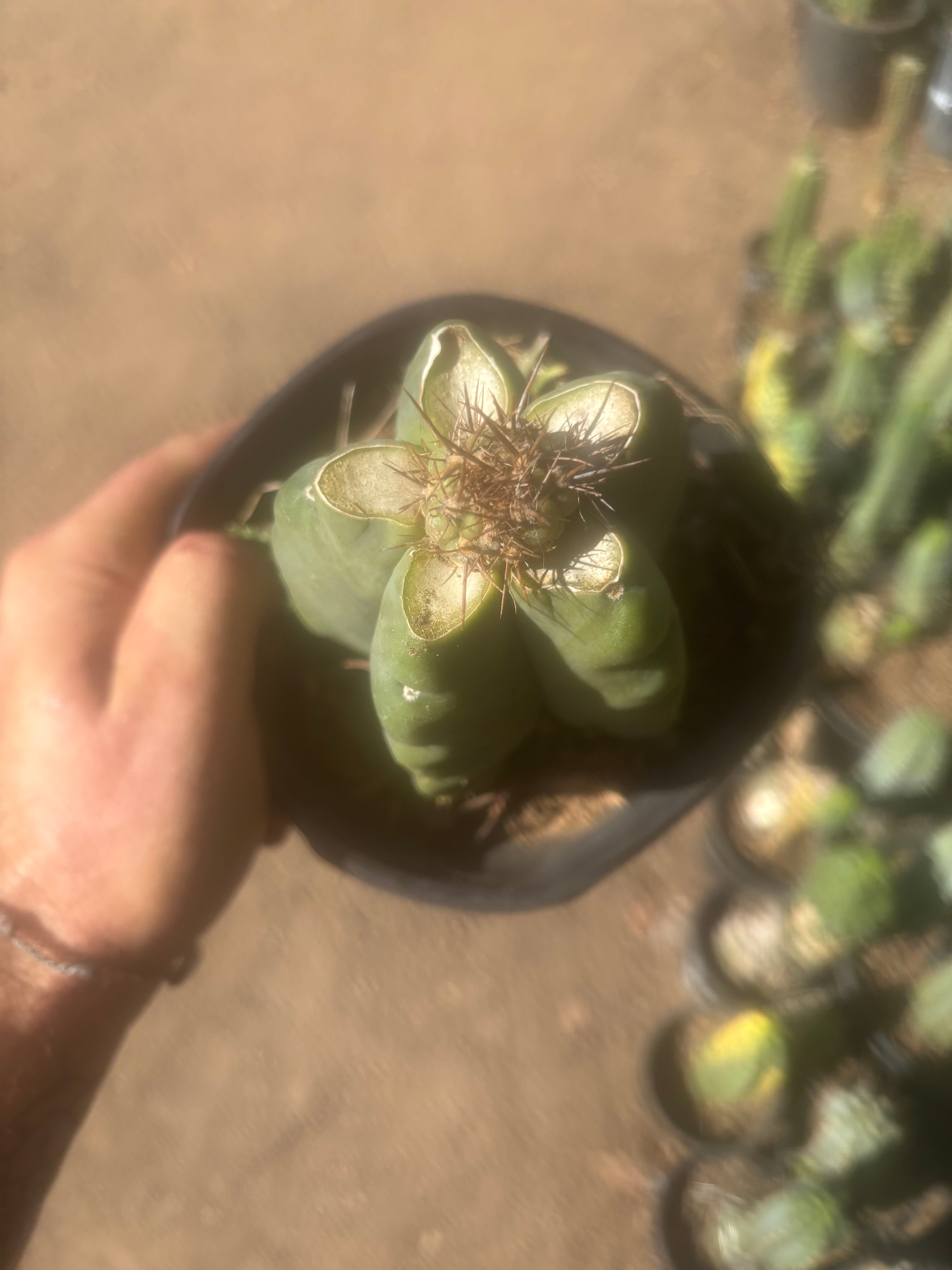 💎👑💎 T. Coquimbanus — Pup Graft on Rooted Scop