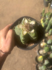 💎👑💎 T. Coquimbanus — Pup Graft on Rooted Scop
