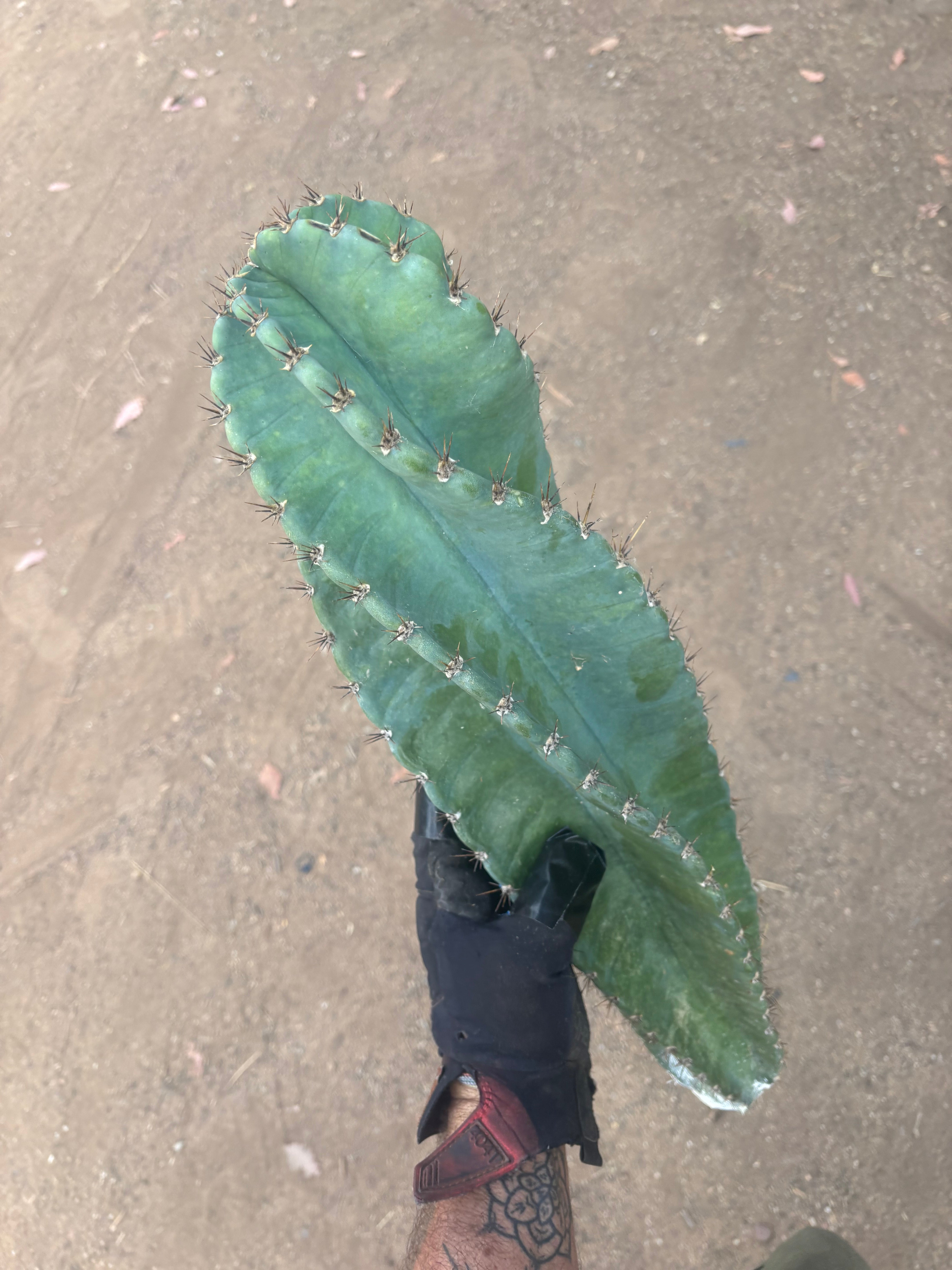 💎🌀 A Cereus Tornado  — XXL 21” Pup