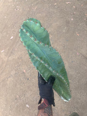 💎🌀 A Cereus Tornado  — XXL 21” Pup