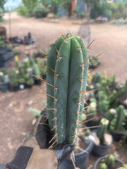 👑🌶️  Kundalini Sunshine — 14” Tip