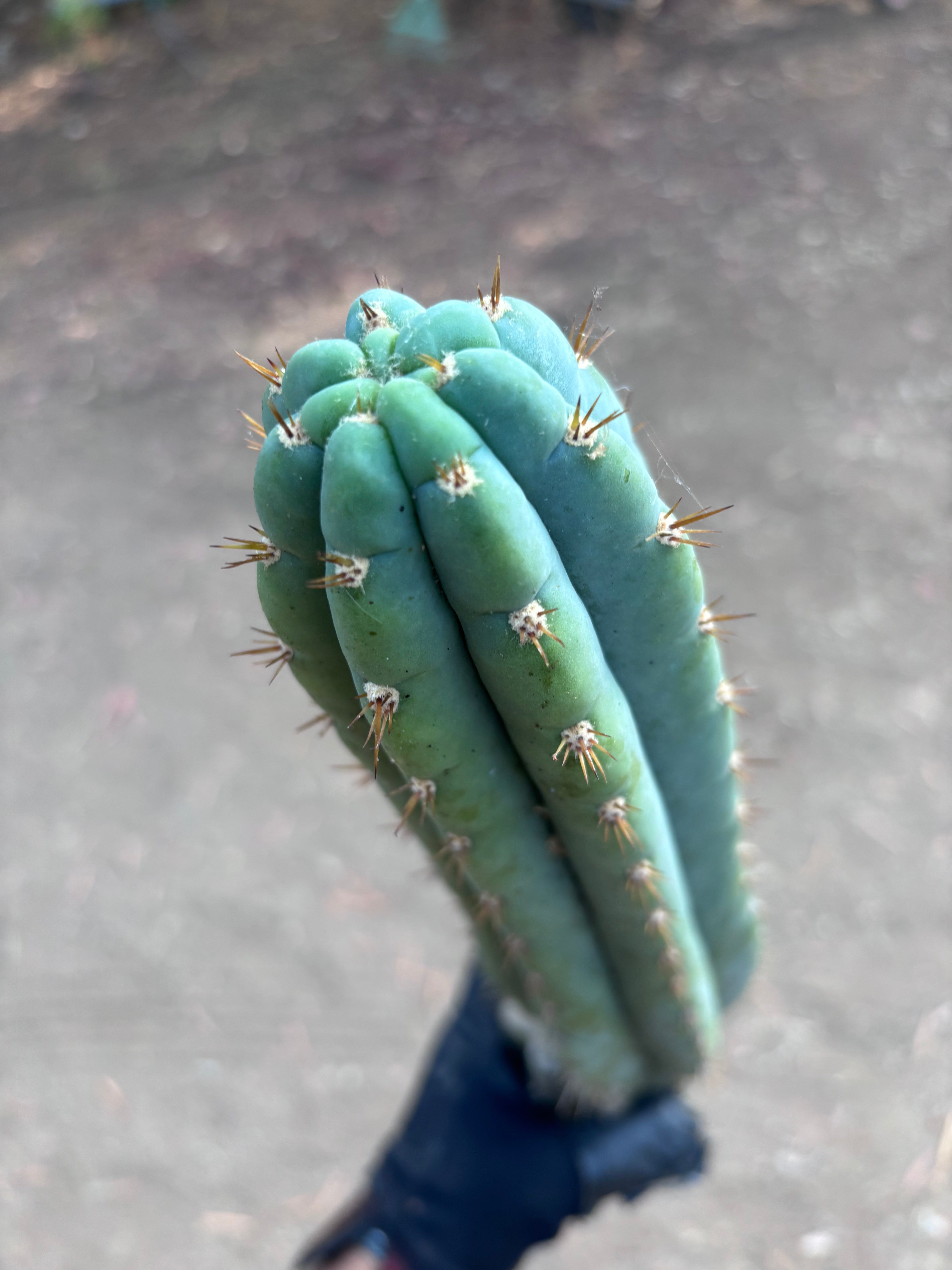 👑🌶️ Ventucky Blue — 16” Tip