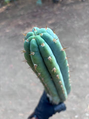 👑🌶️ Ventucky Blue — 16” Tip