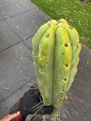 👑💎🌶️🌶️ Eileen — Max Girth 12” Tips (Restocked)