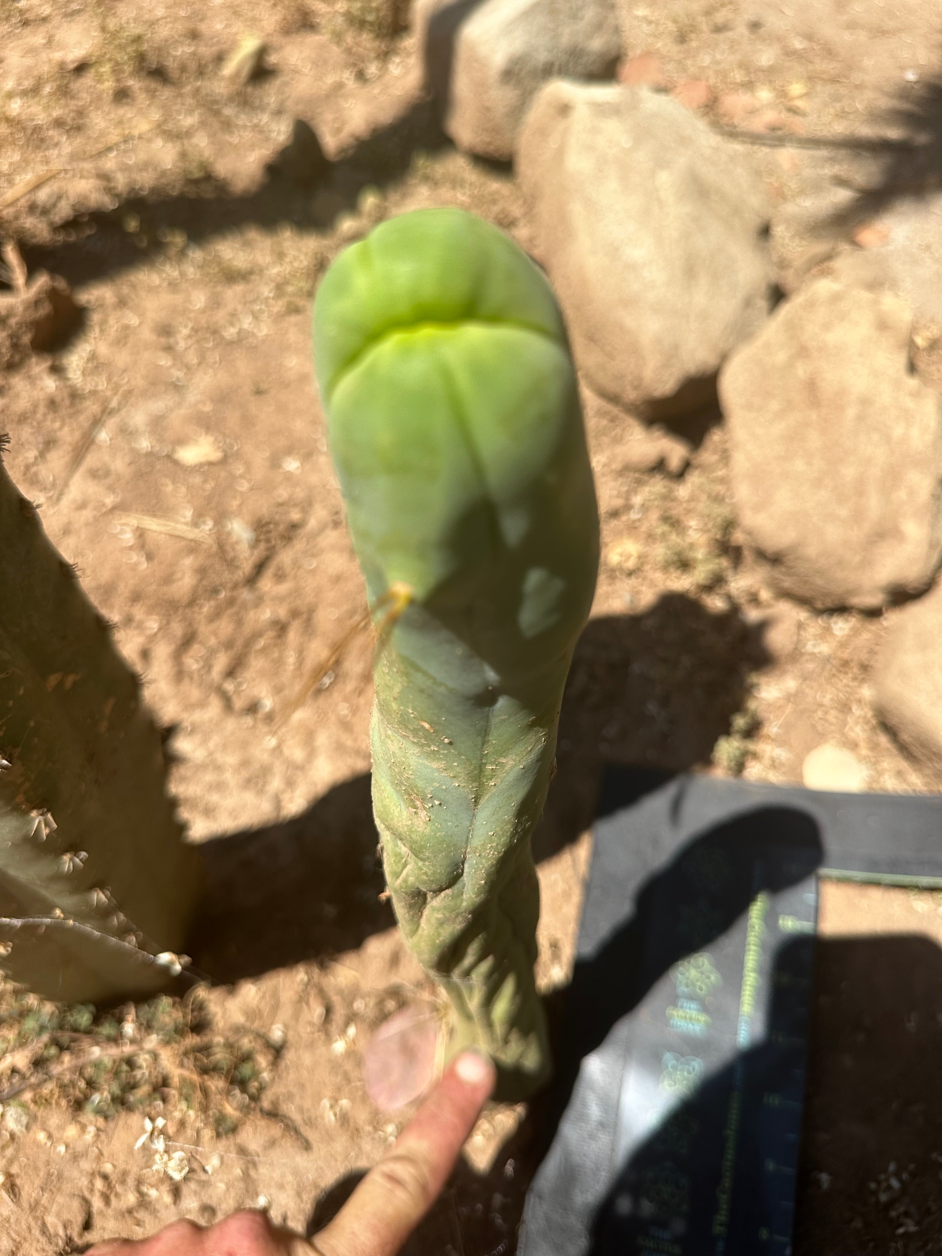 👑🌶️ TBM Long Form — 11” Tip