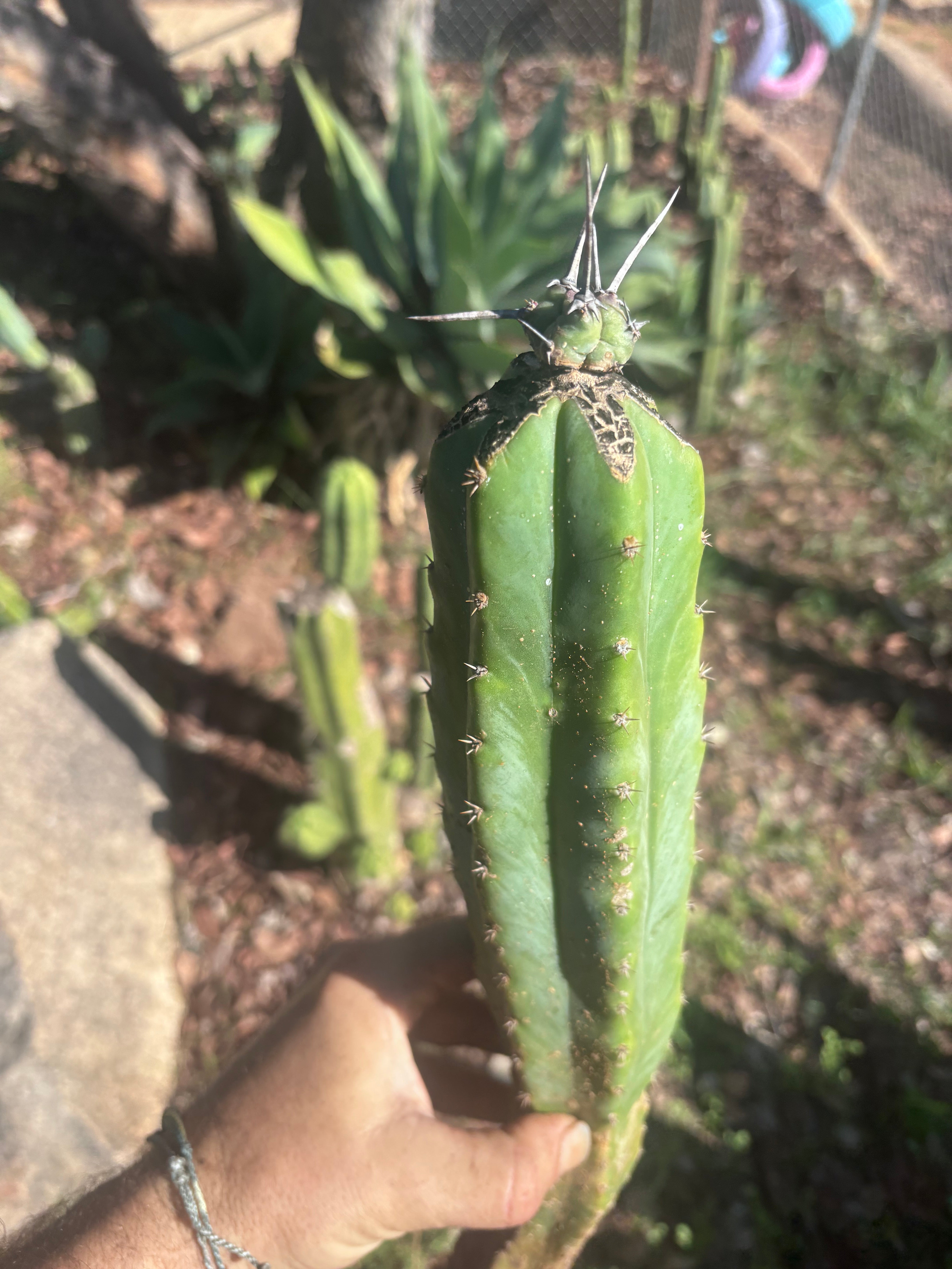 🦄 👑 M Stacker — Rooted Graft