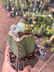 💎👑  Monassa Blue — Pupping Slab Graft on Rooted Hammer