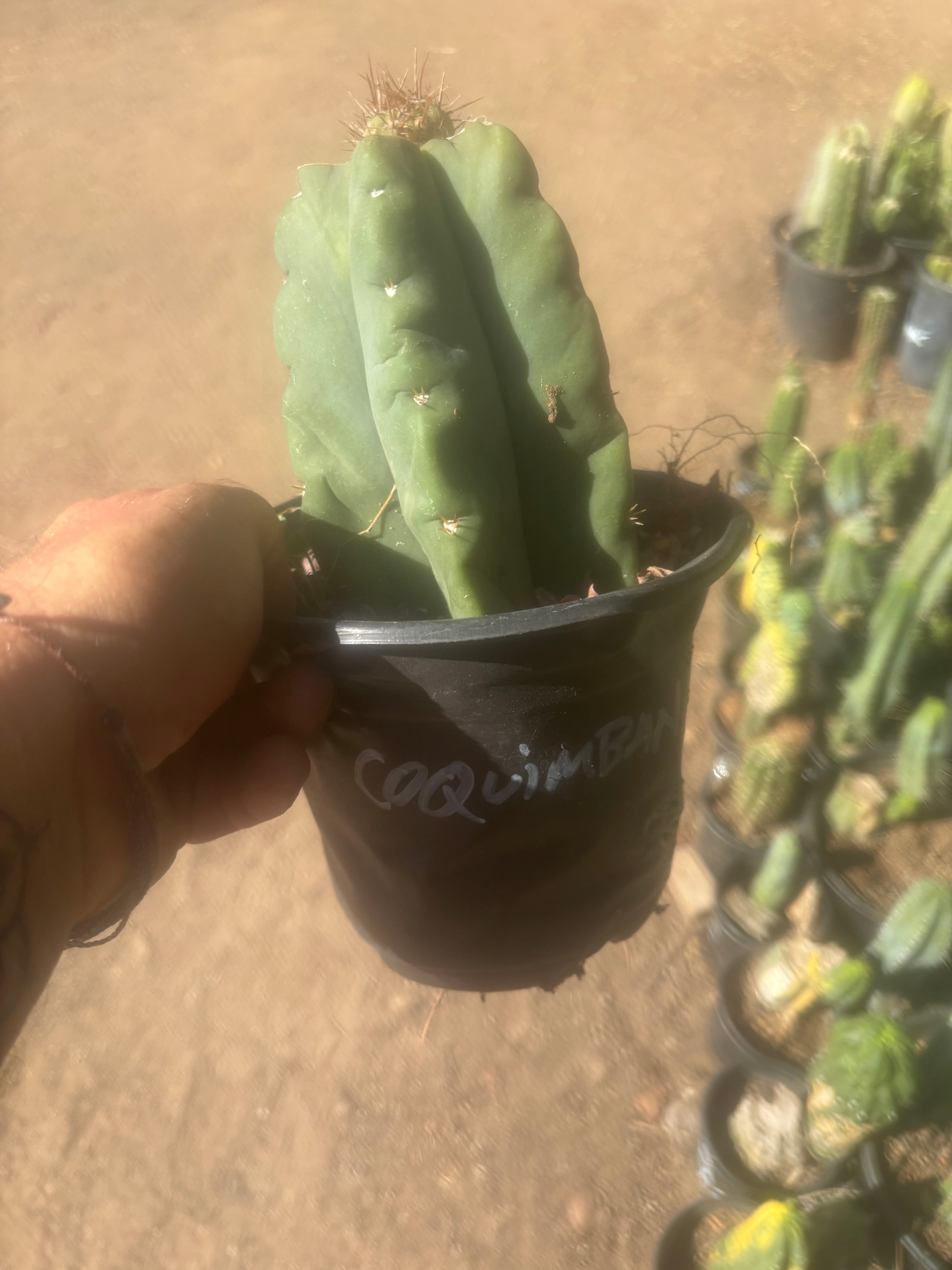 💎👑💎 T. Coquimbanus — Pup Graft on Rooted Scop