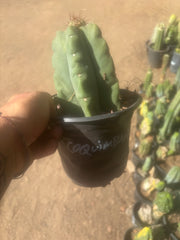 💎👑💎 T. Coquimbanus — Pup Graft on Rooted Scop