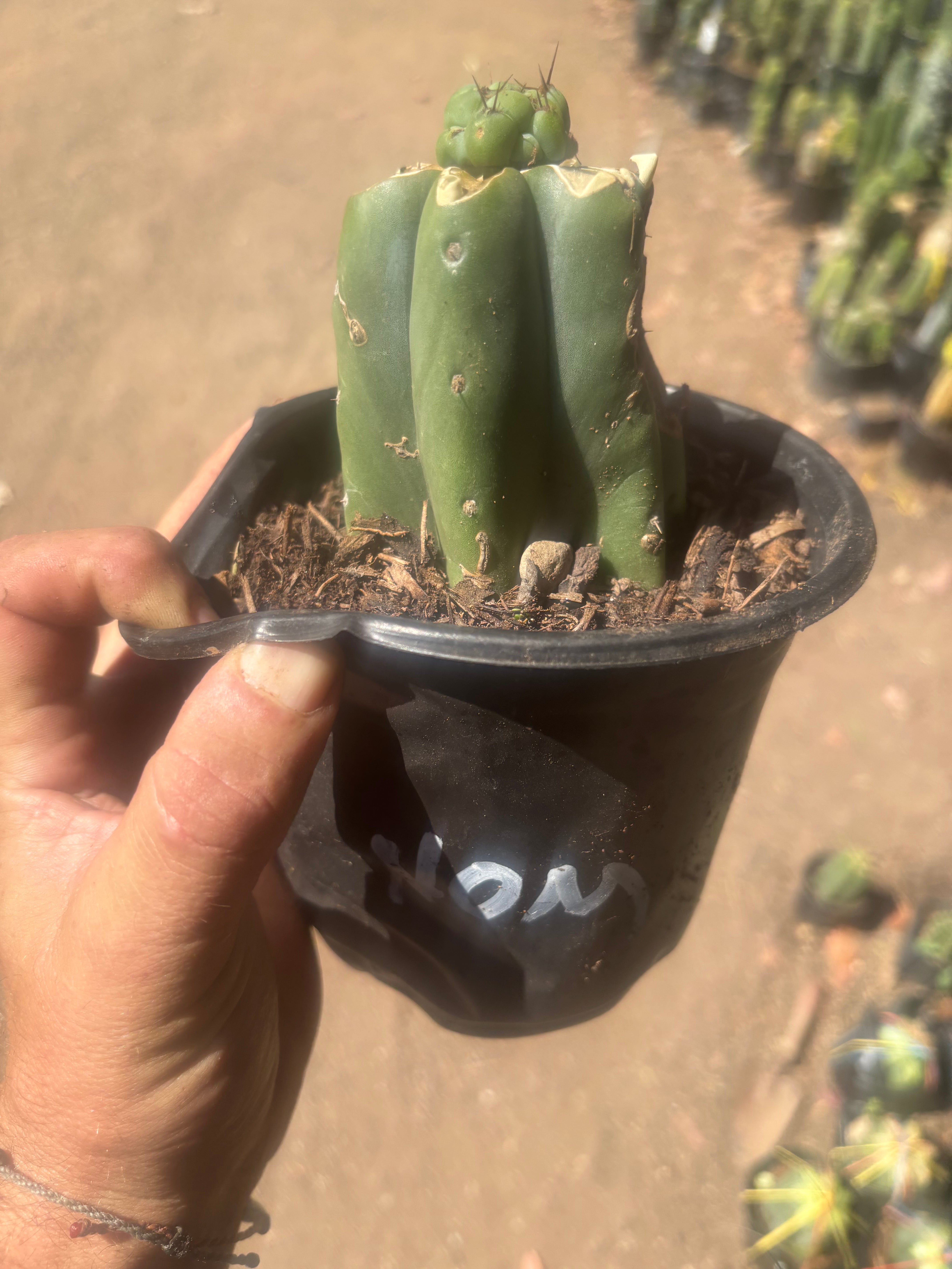 💎🌶️🌶️ NOM — Pup Graft on Rooted Pierre