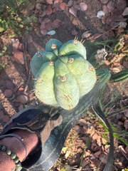 👑🌶️ Restocked (Again) — Ventucky Blue — 10” Tips