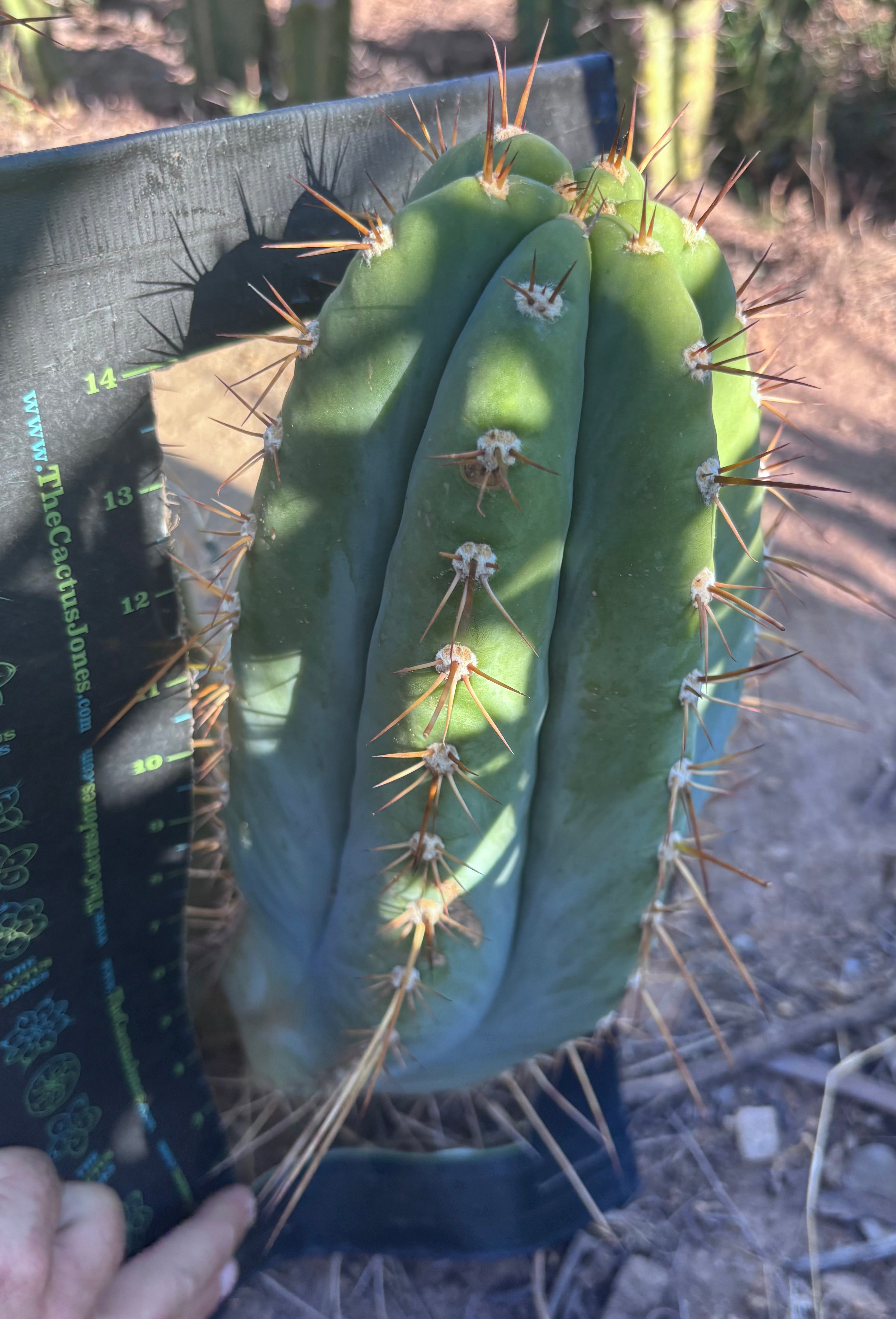 💎👑🌶️ CGG — MASSIVE 15+” Pup