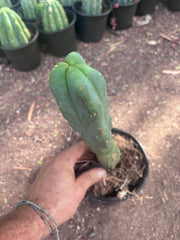 👑🌶️ Caballero — 11” Rooted