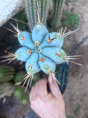 💎👑 BBG48.1540 — Fat 6” Tip