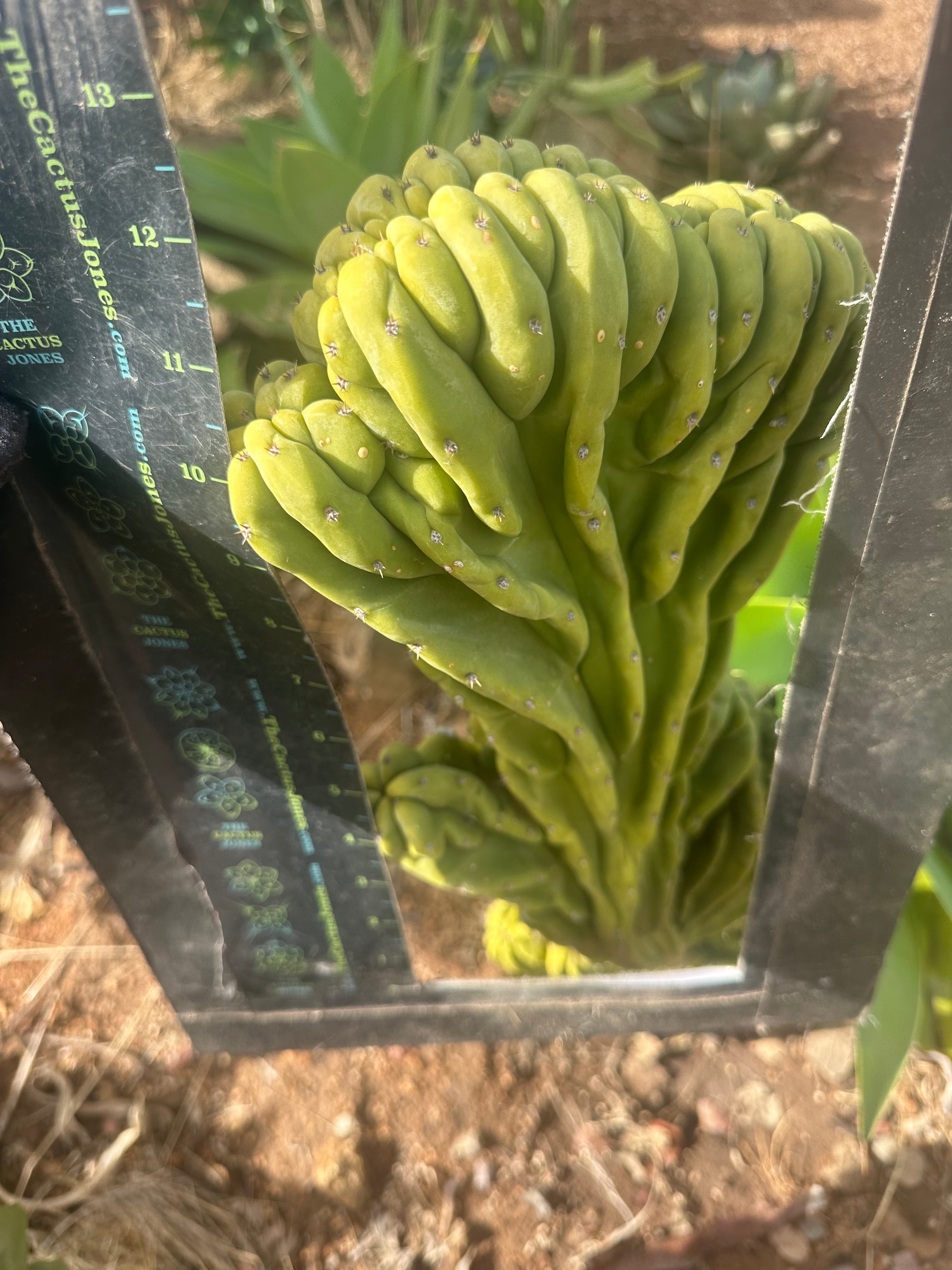 💎 Olivia x Scop  — Awesome XL Crest