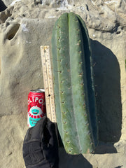 💎🌶️ SS02 x Yowie — MASSIVE 15” Tip